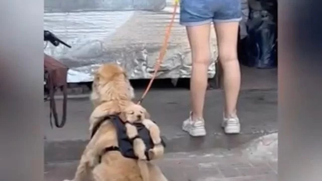 Köpeğini ve yavrusunu birlikte gezdirmenin yolunu buldu