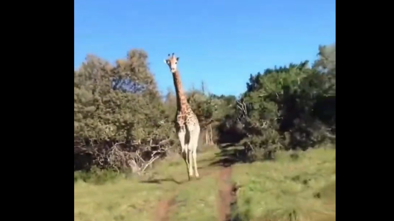Safaride zürafa kovaladı