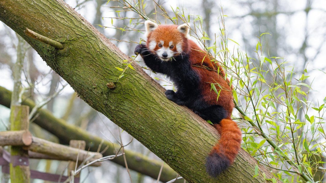Kızıl Panda ailesi büyüyor...