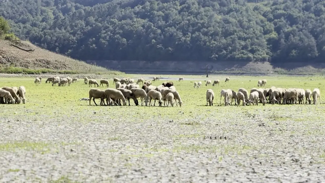 Göl kurudu keçiler otlamaya başladı