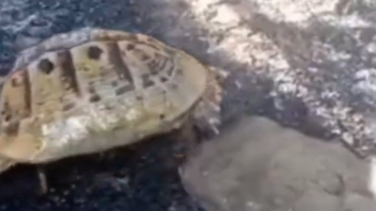 Yangından etkilenen kaplumbağa son anda böyle kurtarıldı