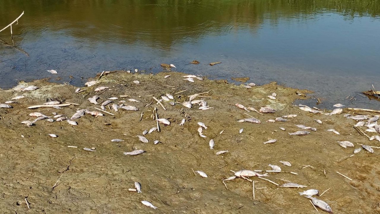 Nehirde toplu balık ölümleri: 'Böyle devam ederse çok sayıda canlı ölecek'