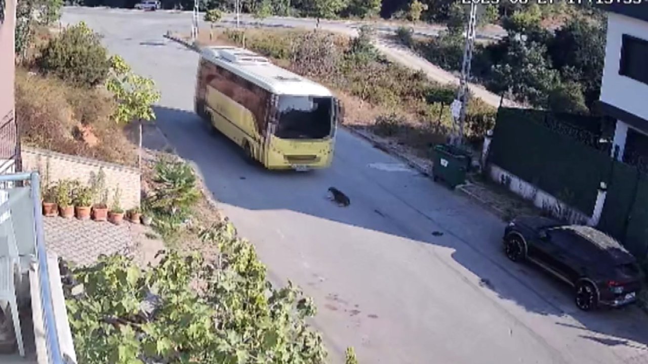 İETT otobüsü yolda yatan köpeği ezdi, şoför kaçtı