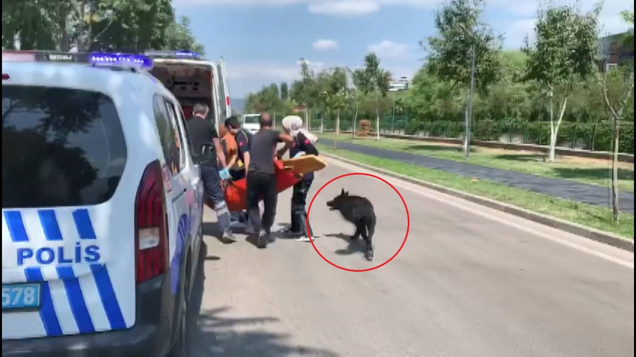 Kavgada bacağından vuruldu: Köpeği ambulansın yanından ayrılmadı