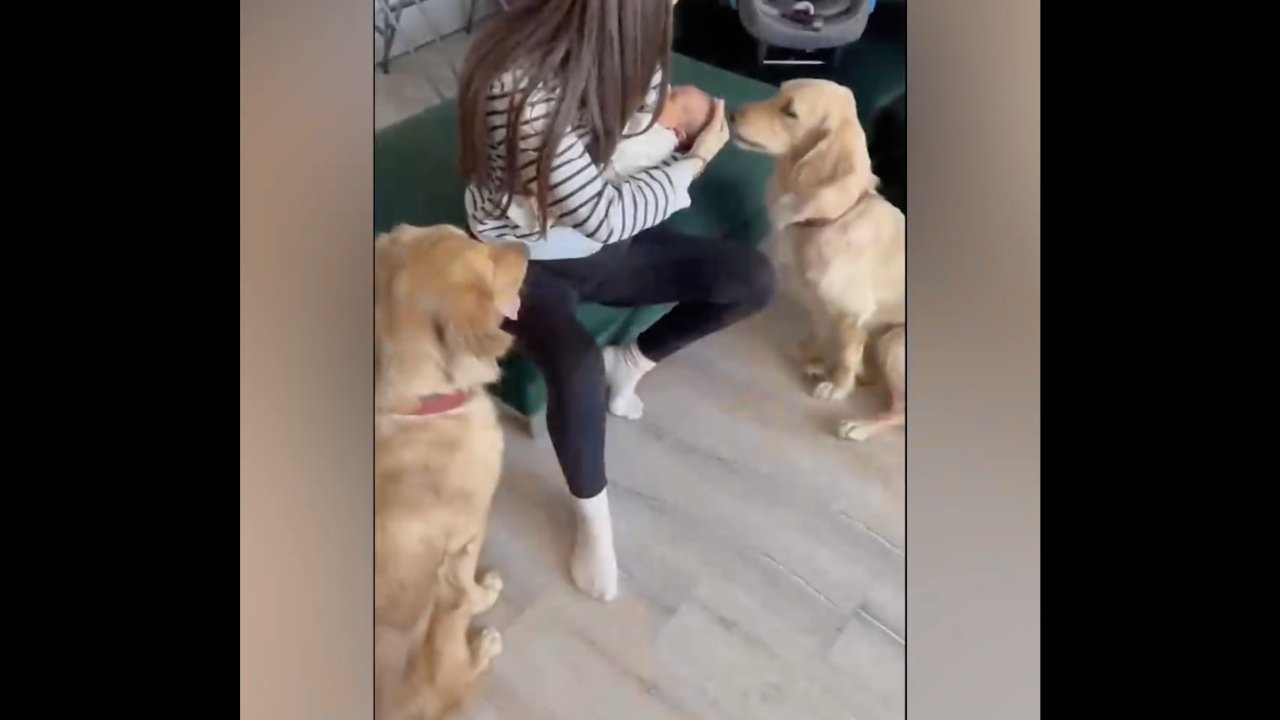 Yeni doğan bebeklerini meraklı köpekleriyle tanıştırdılar!