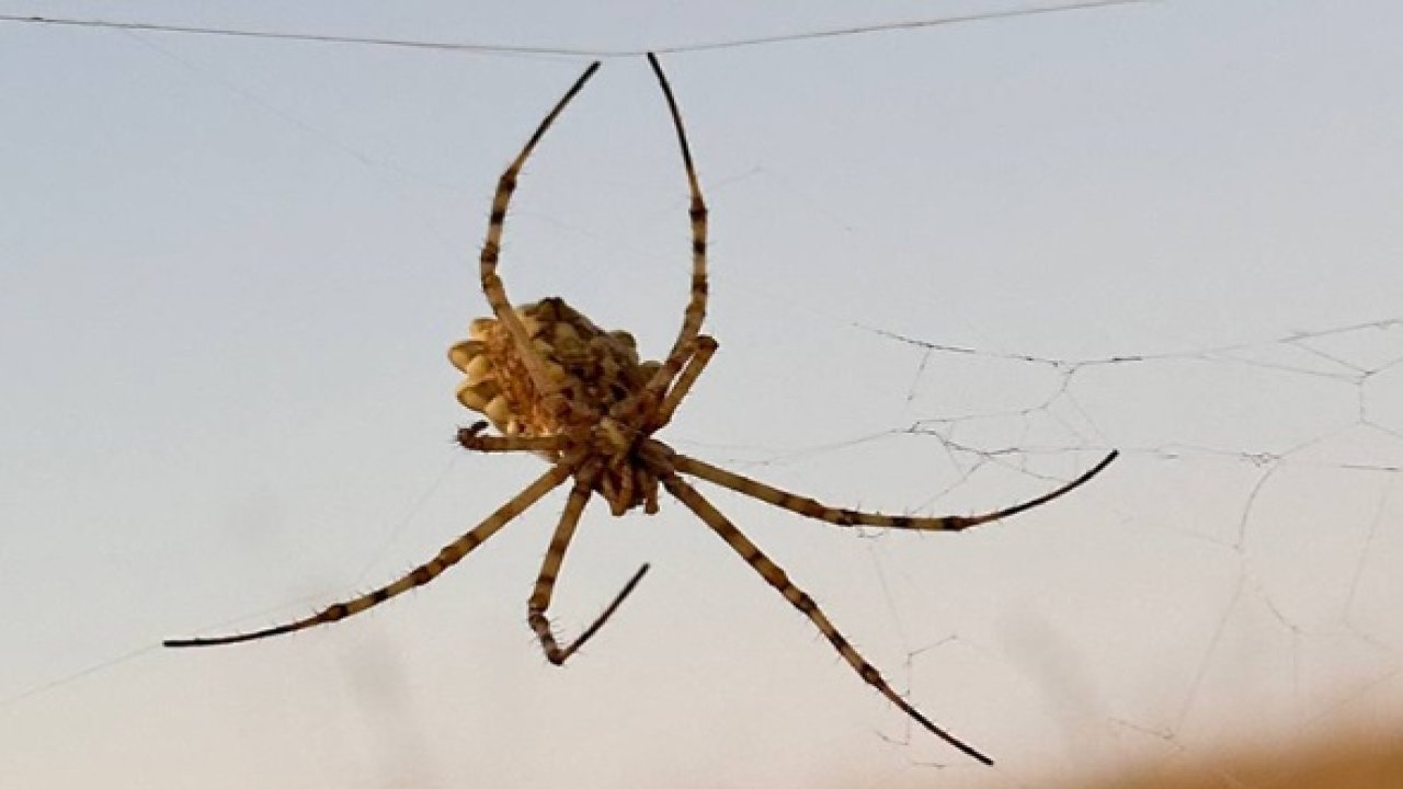 Dünyanın en zehirli örümcekleri arasında: 'Argiope lobata' Türkiye'de görüldü