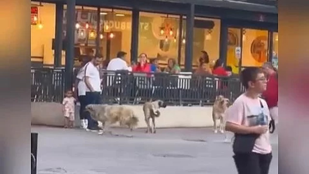 Ankara Kızılay'da sokak köpekleri annenin etrafını sardı!