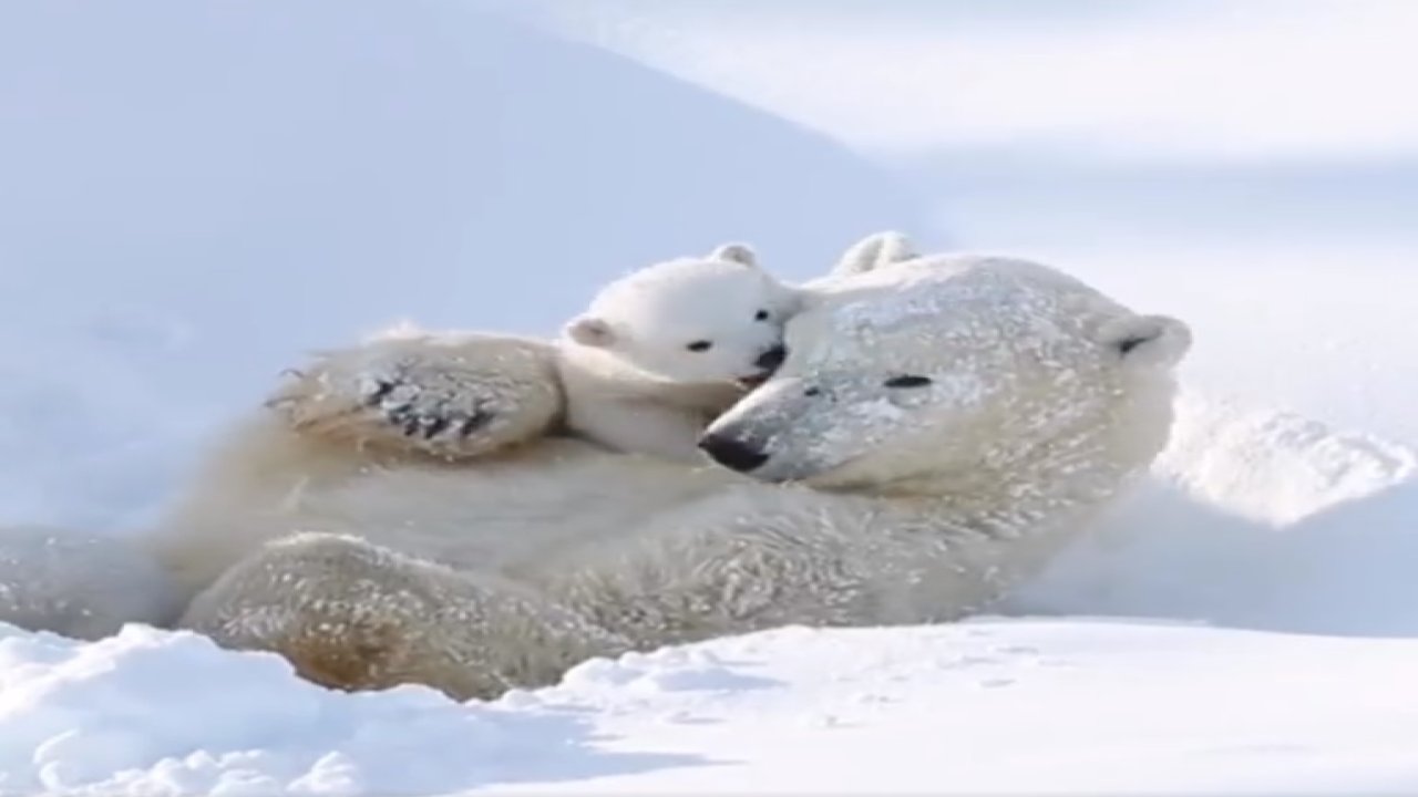 Anne kutup ayısı ve yavrusunun görüntüsü içleri ısıttı