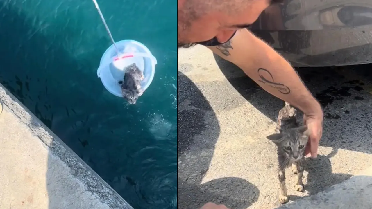Denize düşen yavru kediyi çevredekiler kurtardı