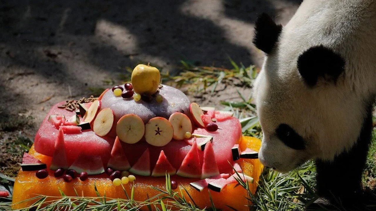 Madrid Hayvanat Bahçesinde ikiz pandaların doğum günü kutlandı