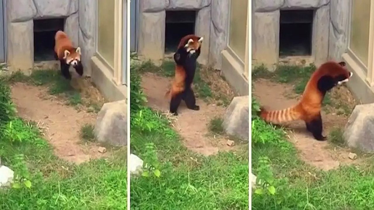 Kızıl panda taşı görünce aklını oynattı