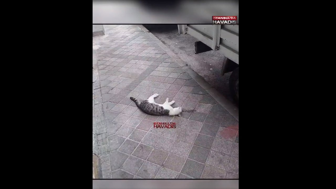 İstanbul'da şoke eden olay! Hayvanları zehirlediler