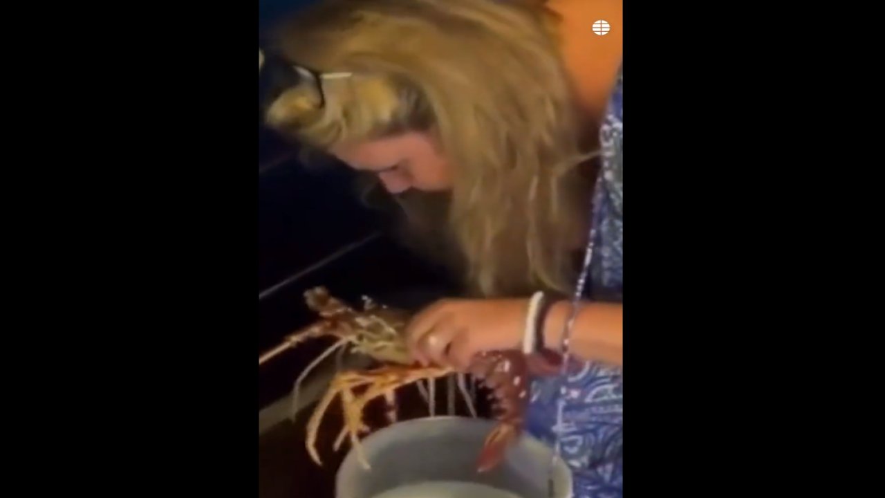Hayvansever kadın satın aldığı canlı ıstakozu denize geri bıraktı