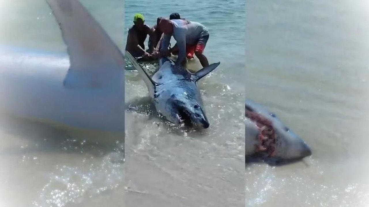 Köpek balığı kıyıda tehlike saçtı, 4 kişi denize geri gönderdi