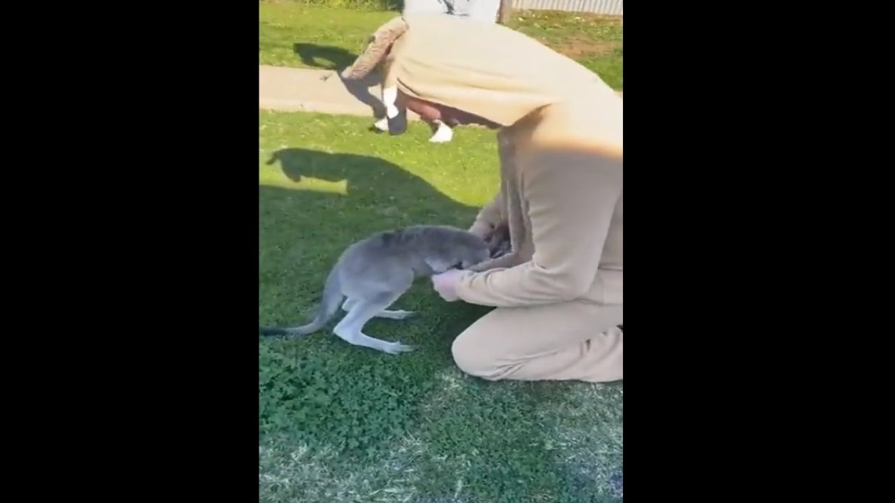 Kanguru kostümü giydi, gerçek kanguruyu kesesine aldı