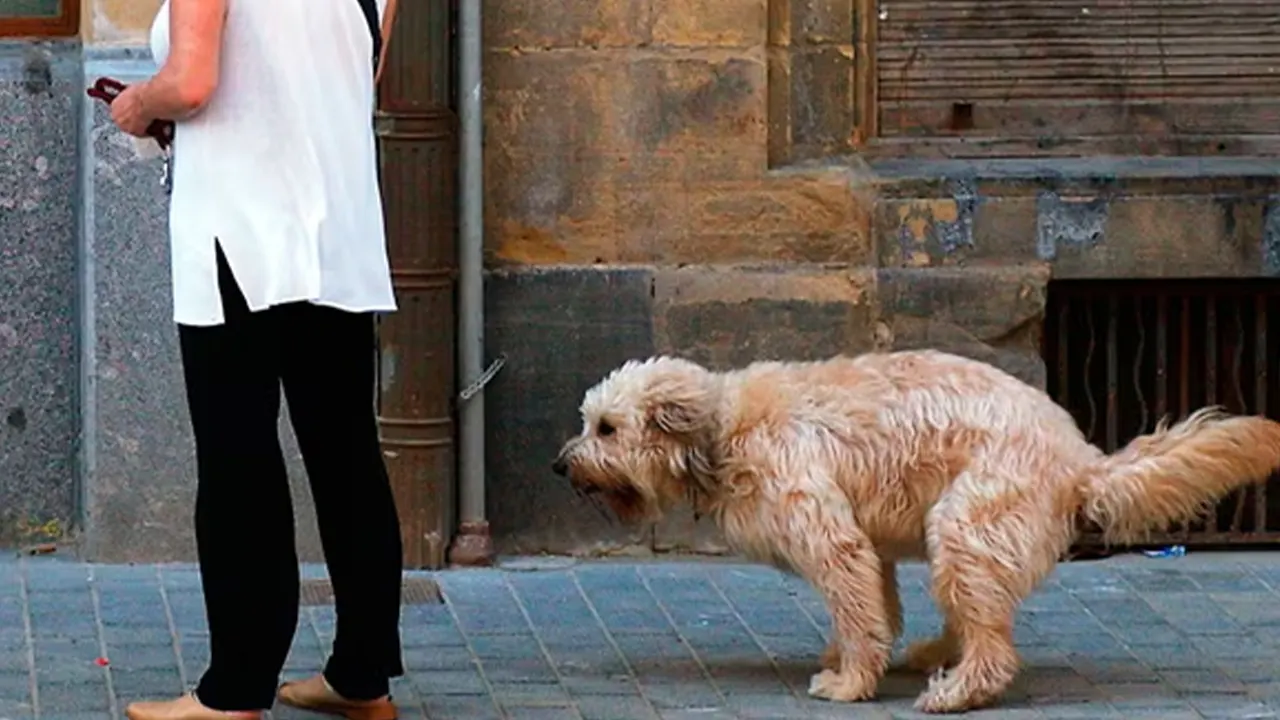 Hollanda'da köpeğinin dışkısını sokakta bırakanlar DNA testiyle bulunacak