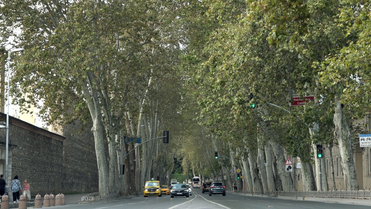 Dolmabahçe ve Çırağan Caddesi'ndeki çınar ağaçları yenilendi