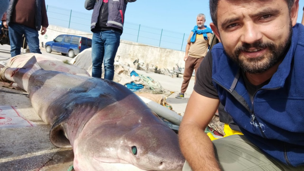 Marmara'da 4 metrelik köpek balığı paniği!
