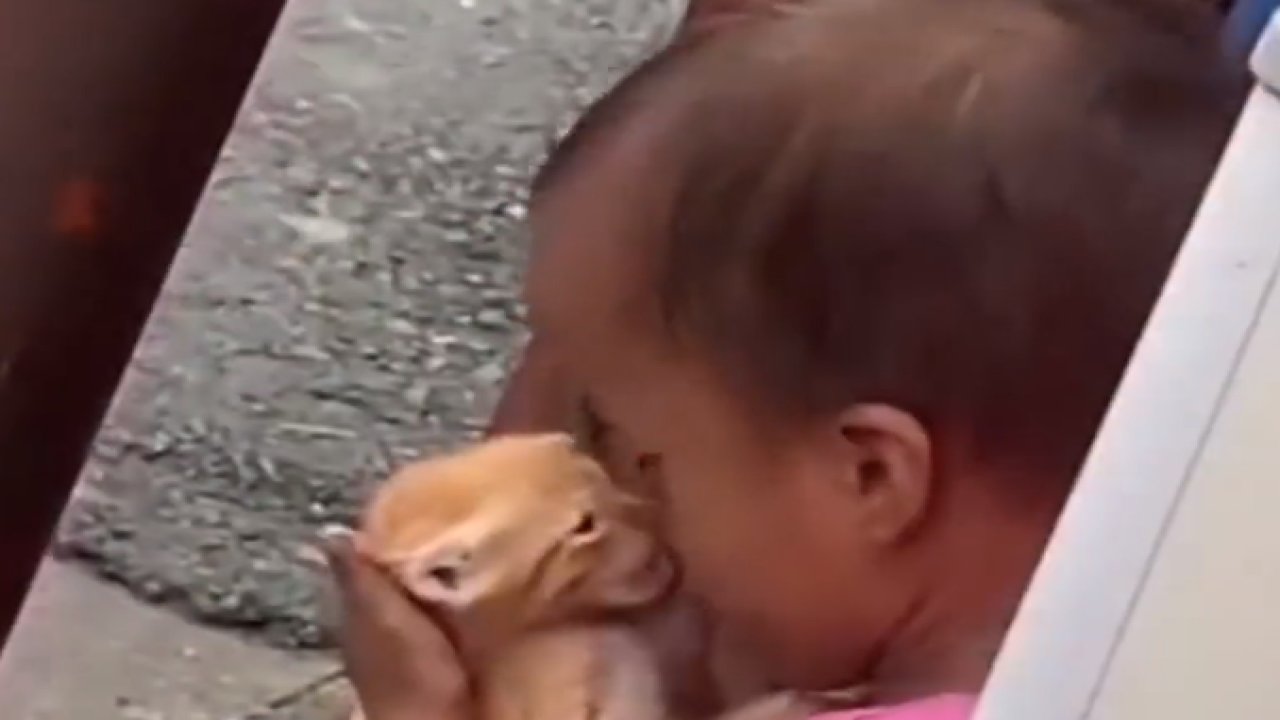 Yavru kediyi sokak ortasında öpücüklere boğdu!