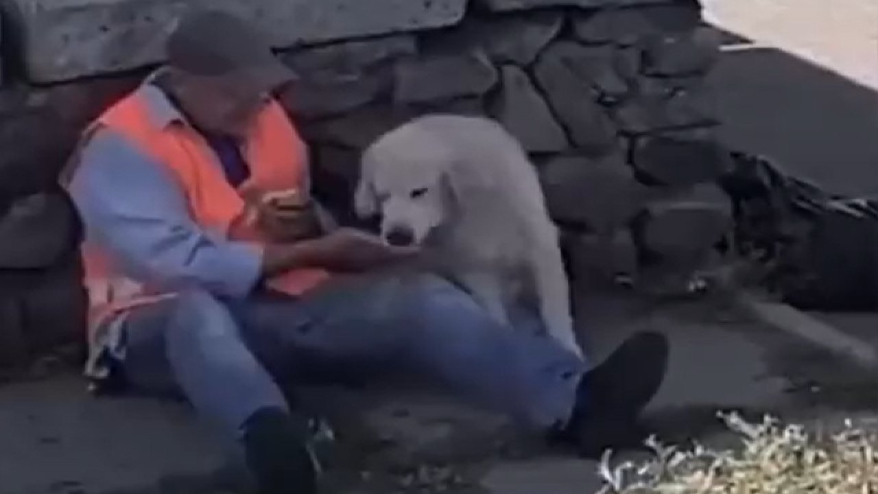 Temizlik görevlisi ile köpeğin dostluğu yürekleri ısıttı…