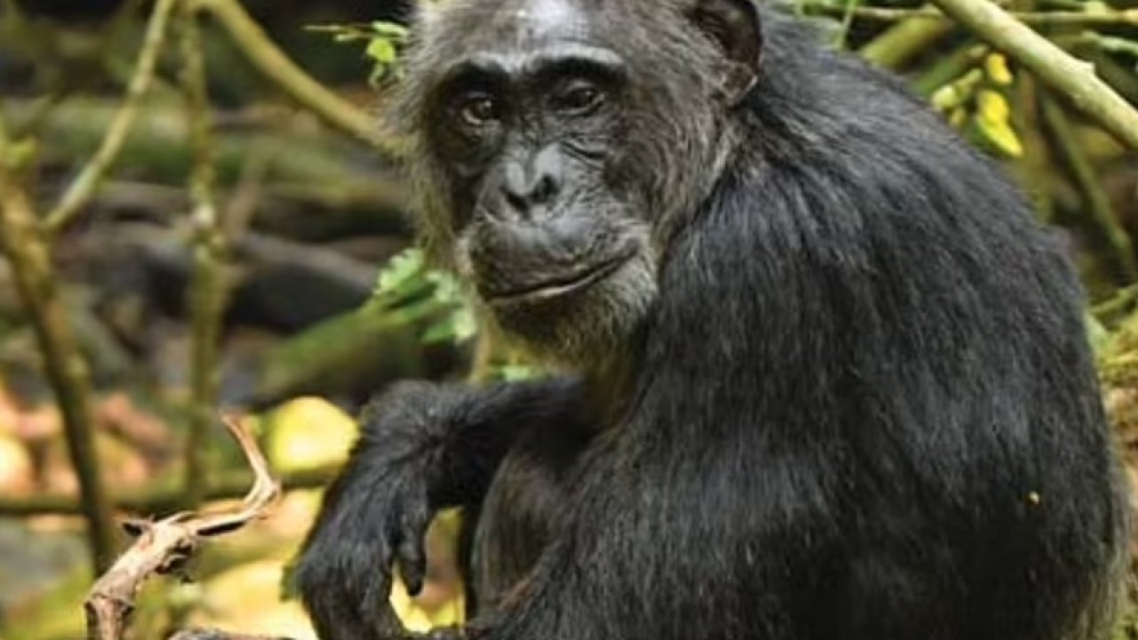 Araştırma: Şempanzeler de insanlar gibi menopoza giriyor