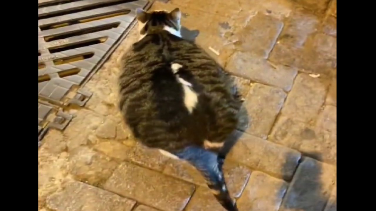 Obez kediyi görenler şaşkınlık geçirdi!