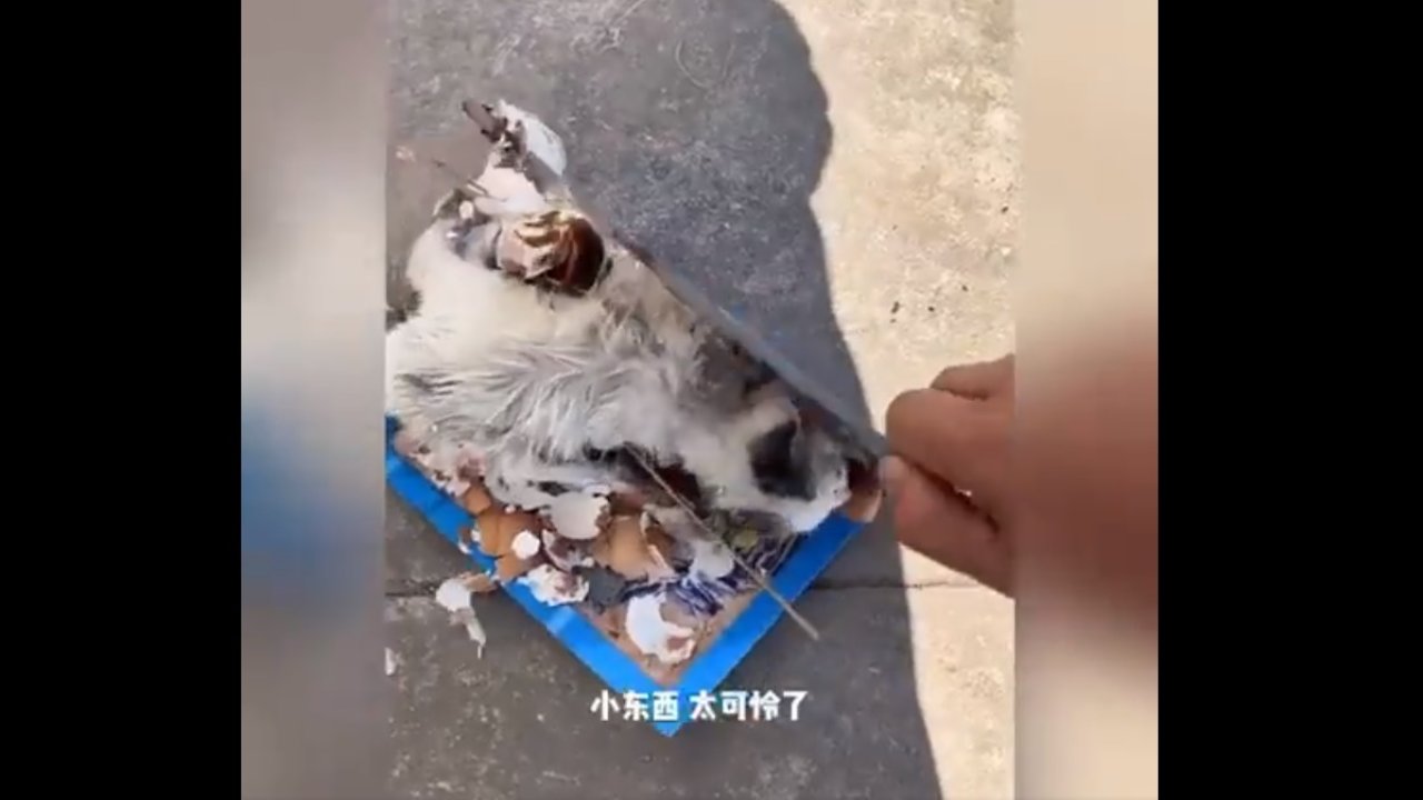 Çöpte bulduğu yavru kediye yeniden hayat verdi