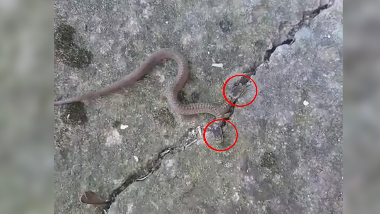 Çift başlı yılan panik yarattı!