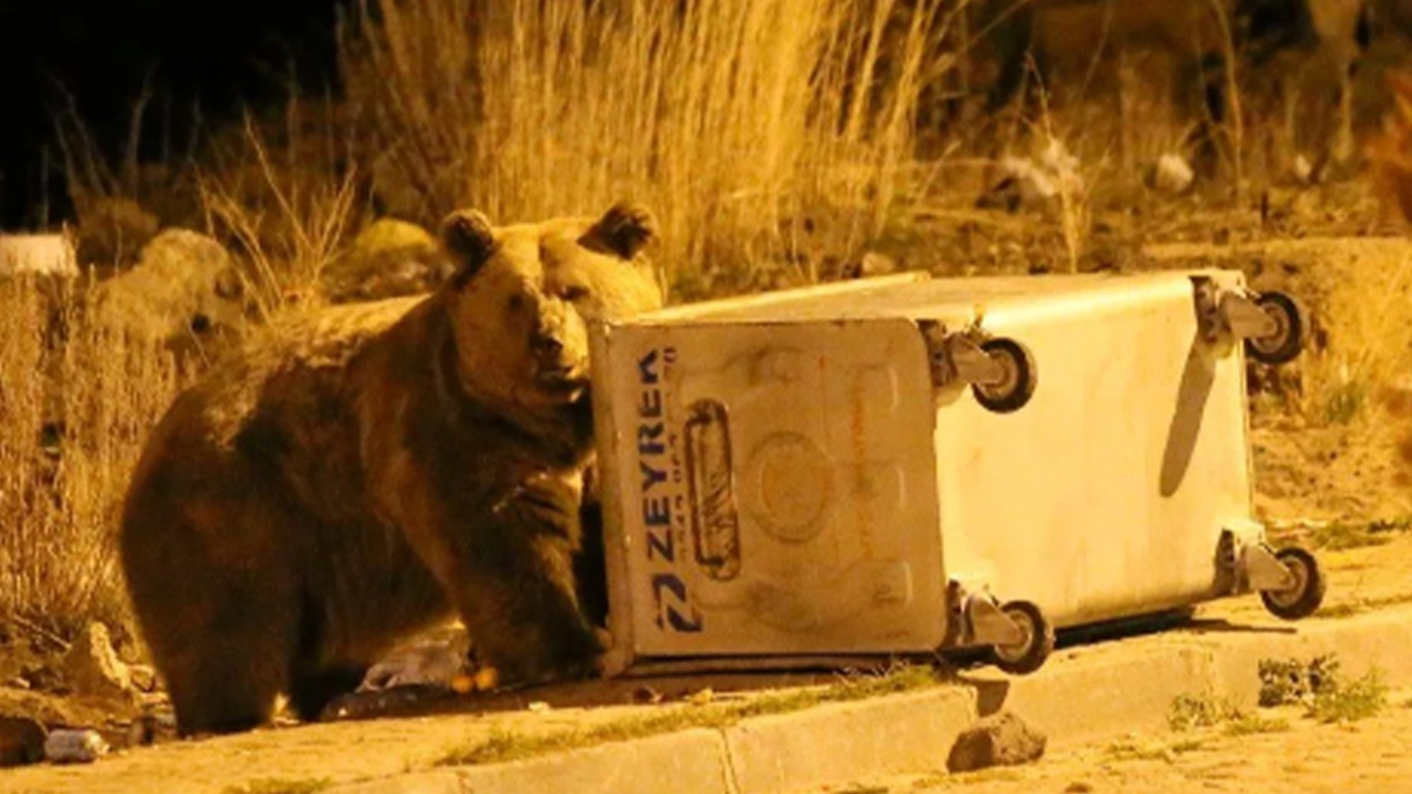 Dünyada tek göç edebilen ayı türü olarak literatüre girdi: Çöpten beslenirken görüntülendi