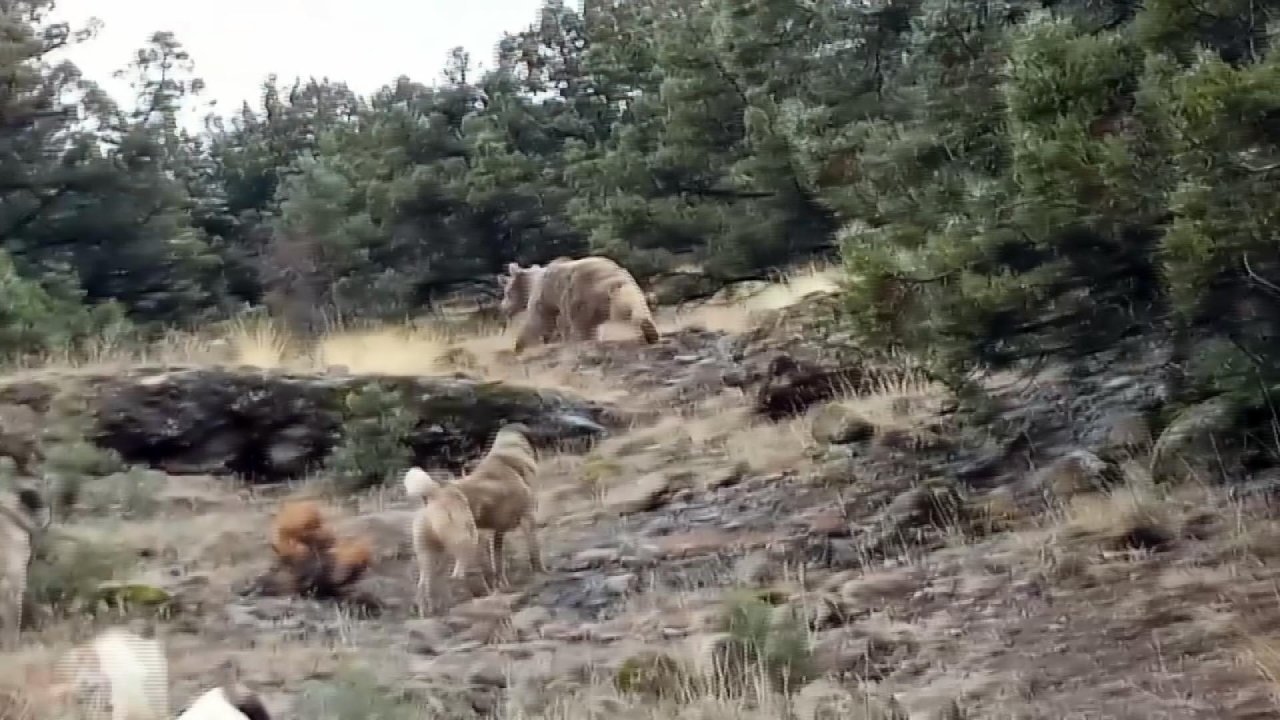 Hayvanları otlatırken karşısına ayılar çıktı