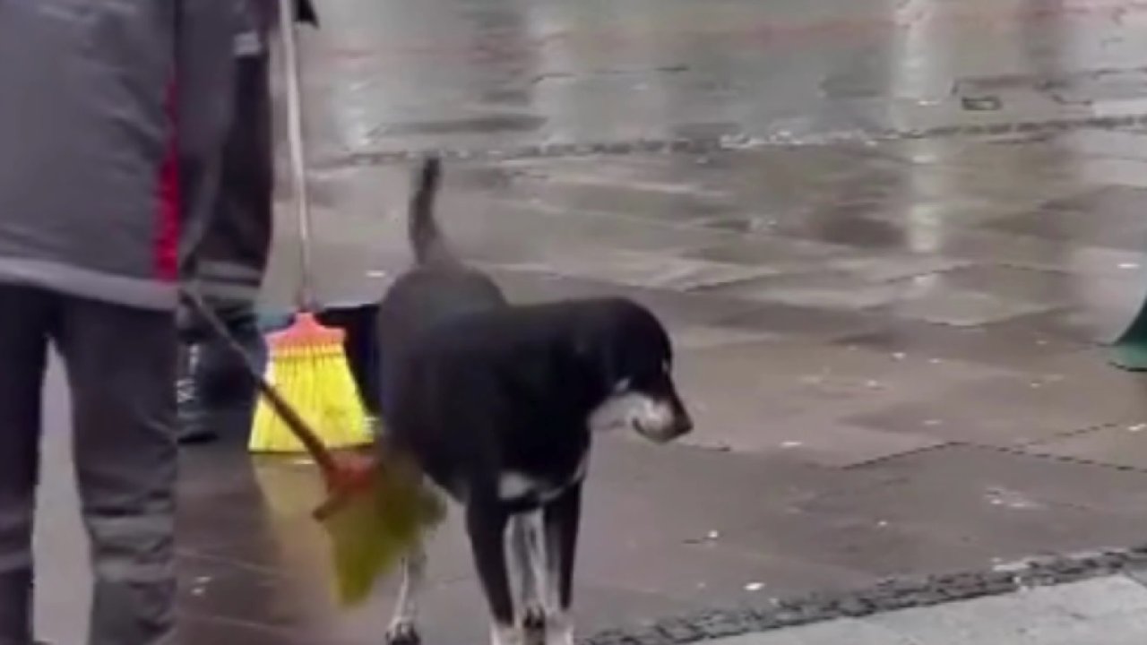 Fırça ile sokak köpeğini temizlediği anlar görenlerin içini ısıttı