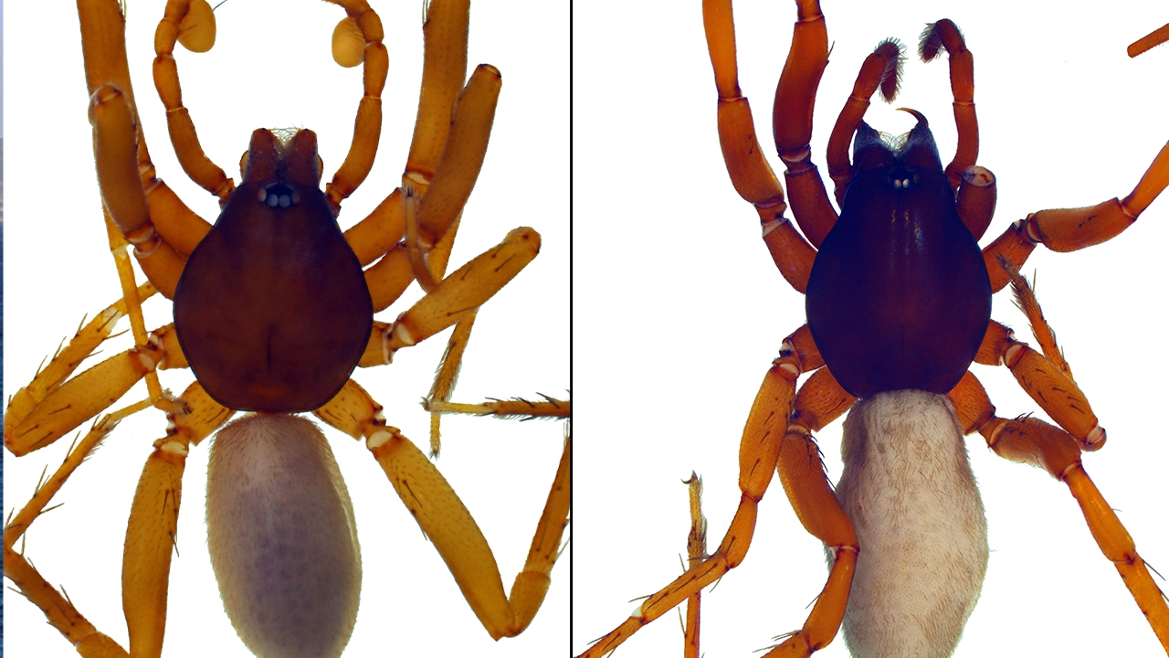 Dünya literatürüne girdi: İşte 8 yeni örümcek türü