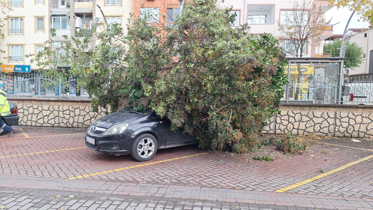 Ağaç otomobilin üzerine devrildi!