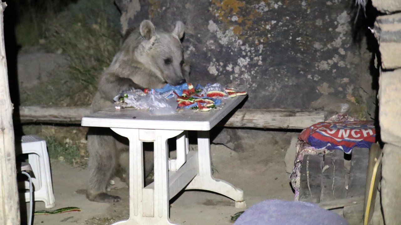 Can havliyle kaçış: Piknik yapmaya gelen gençler ayıyla karşılaşınca olanlar oldu
