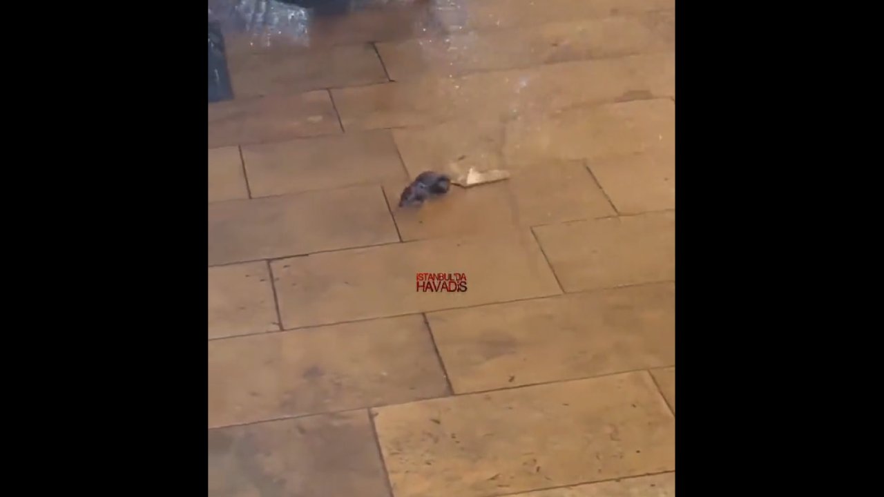 Yağmur yağdı, Kapalı Çarşı’daki fareler yeniden ortaya çıktı!