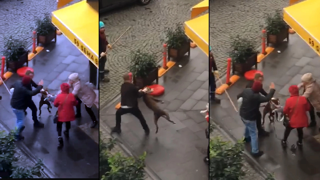 Sokak ortasında pitbull dehşeti: Hem ona hem de kucağındaki köpeğine saldırdı