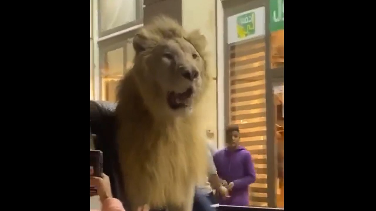 Alışveriş merkezine aslanıyla geldi!