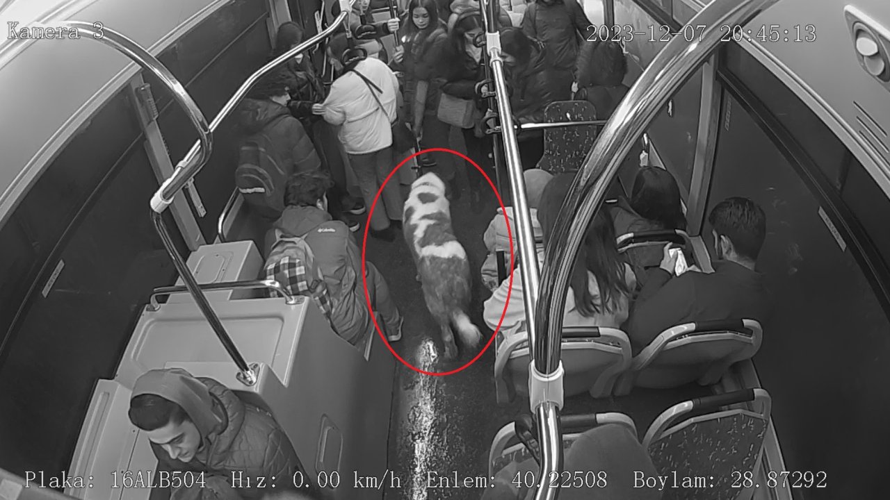 Otobüste 'kaçak' yolculuğu: Tel örgülerle çevrili kafesten atlayıp kaçtı