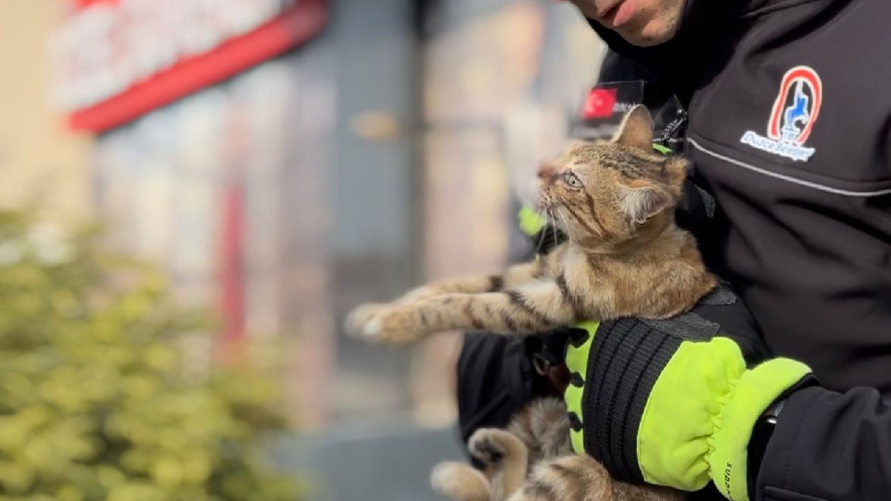 Çatıdaki yavru kediler itfaiye ekipleri tarafından kurtardı