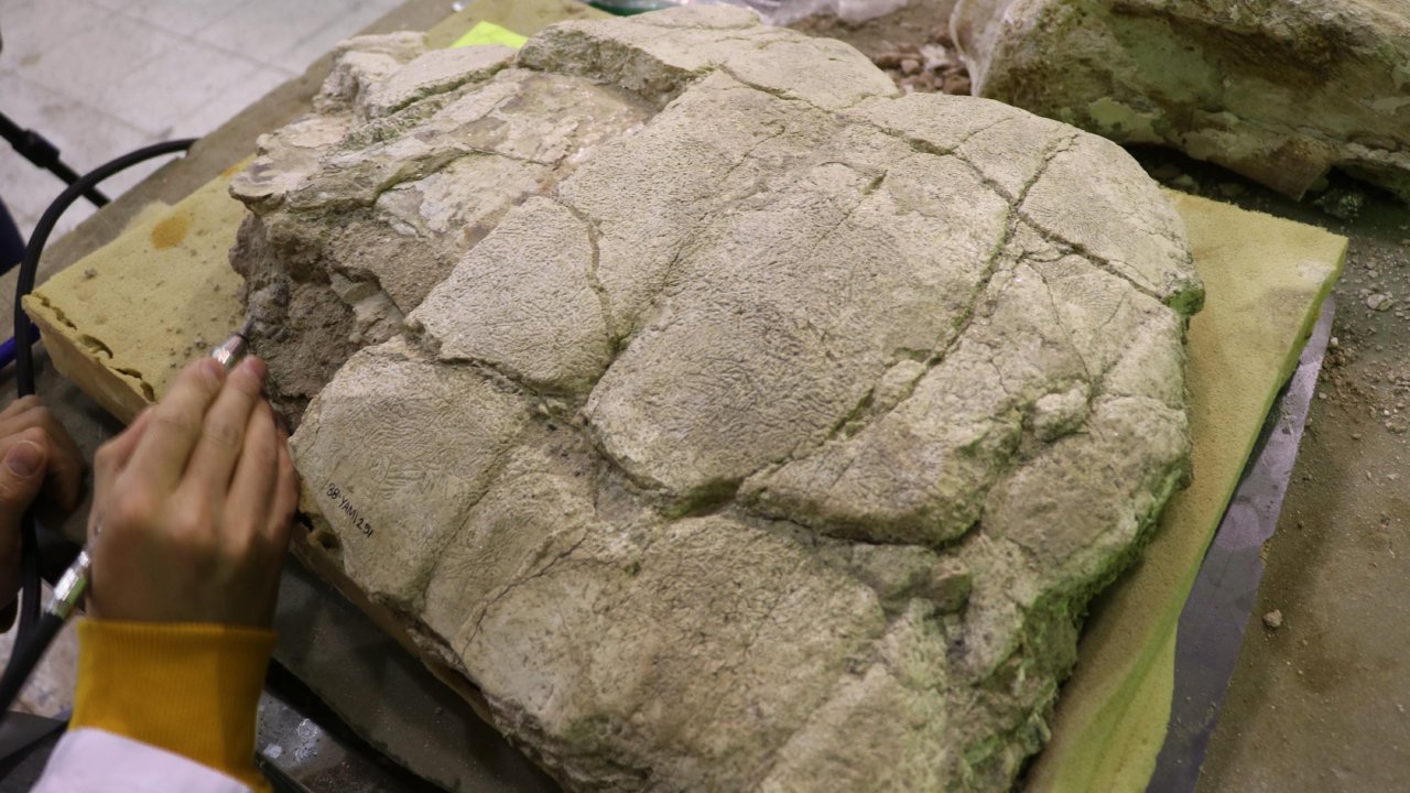 7,5 milyon yıllık kaplumbağa fosili ayaklandırılacak