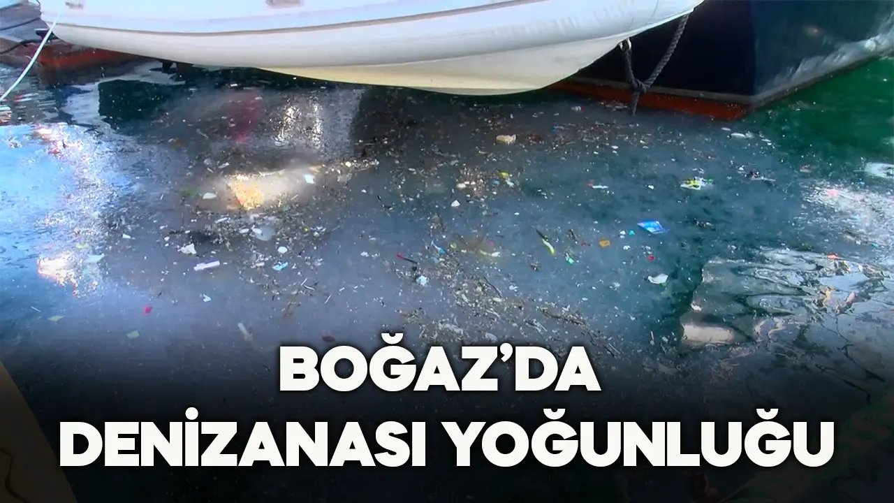 İstanbul Boğazı'nda denizanası yoğunluğu