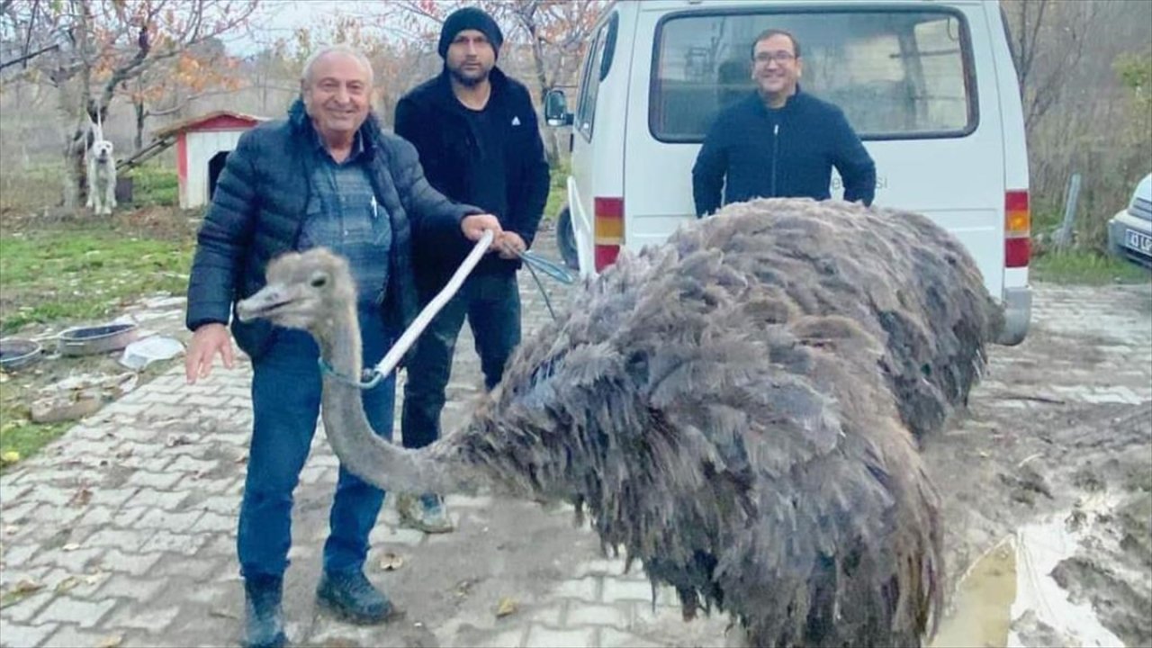 Kara yolunda deve kuşu paniği: Yetkililer harekete geçti