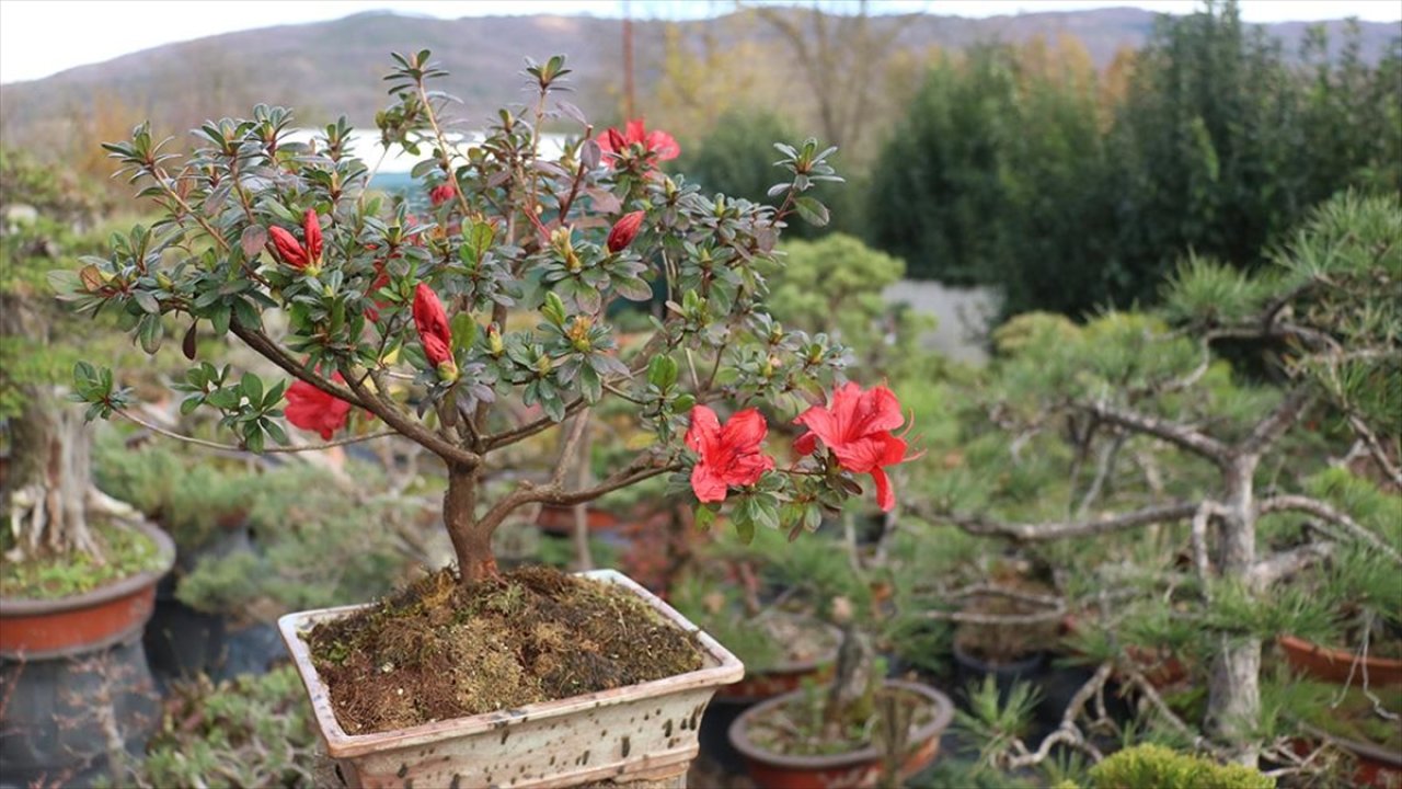 Türkiye'nin ilk "bonsai müzesi" kuruluyor