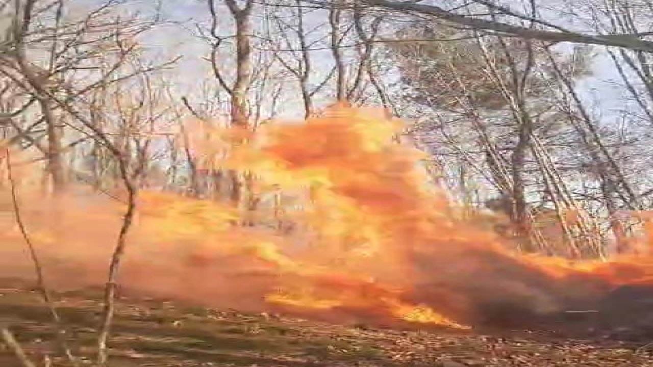 Sakarya'da orman yangını: Ekipler müdahaleye başladı