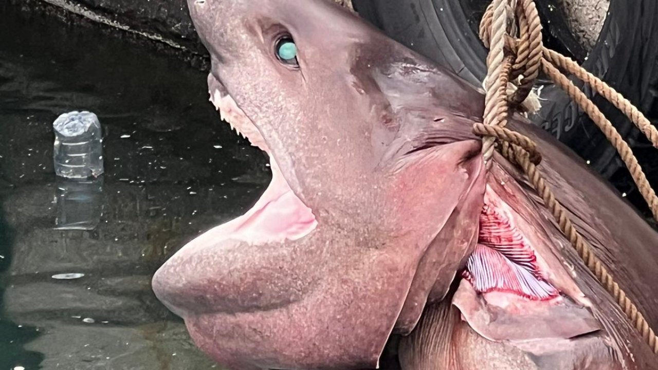 4 metre büyüklüğünde cam göz köpekbalığı kıyıya vurdu