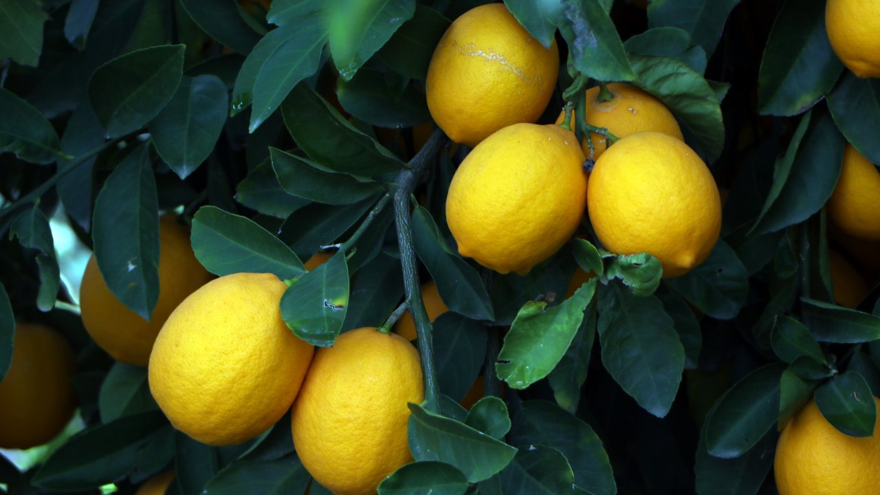 Bu yıl dalında kaldı, raf ömrünü yitirdi: Markette 20 lira olan limon, bahçede 1 lira