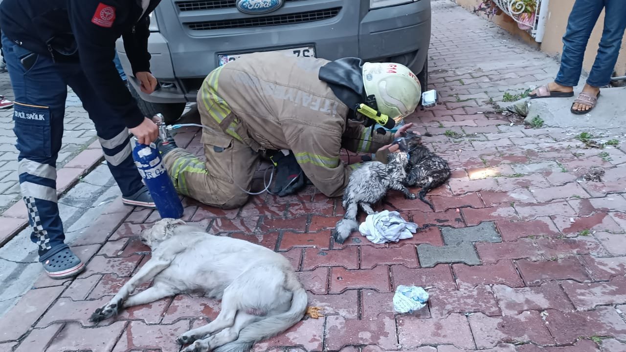 İtfaiye ekipleri 9 hayvanı yangından kurtardı