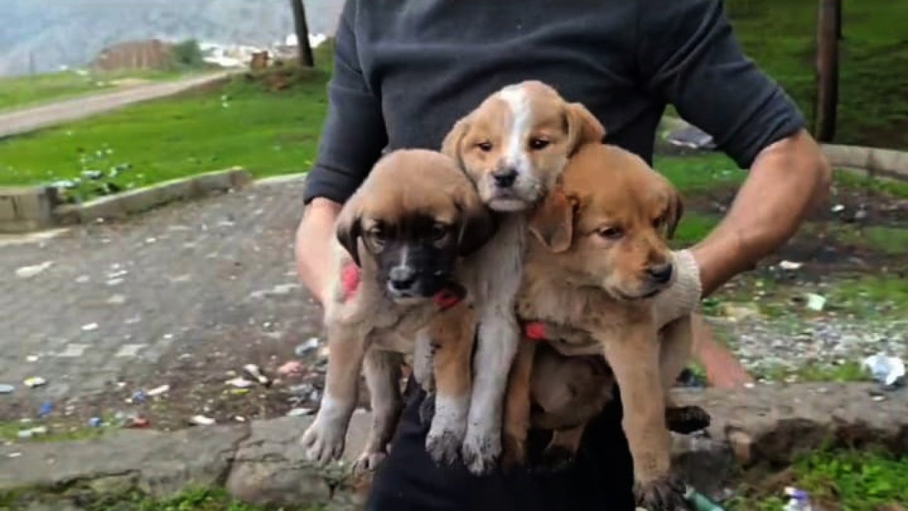 15 yavru köpek ölüme terk edildi: Ağzı bağlanmış çuvallar içinde bulundular