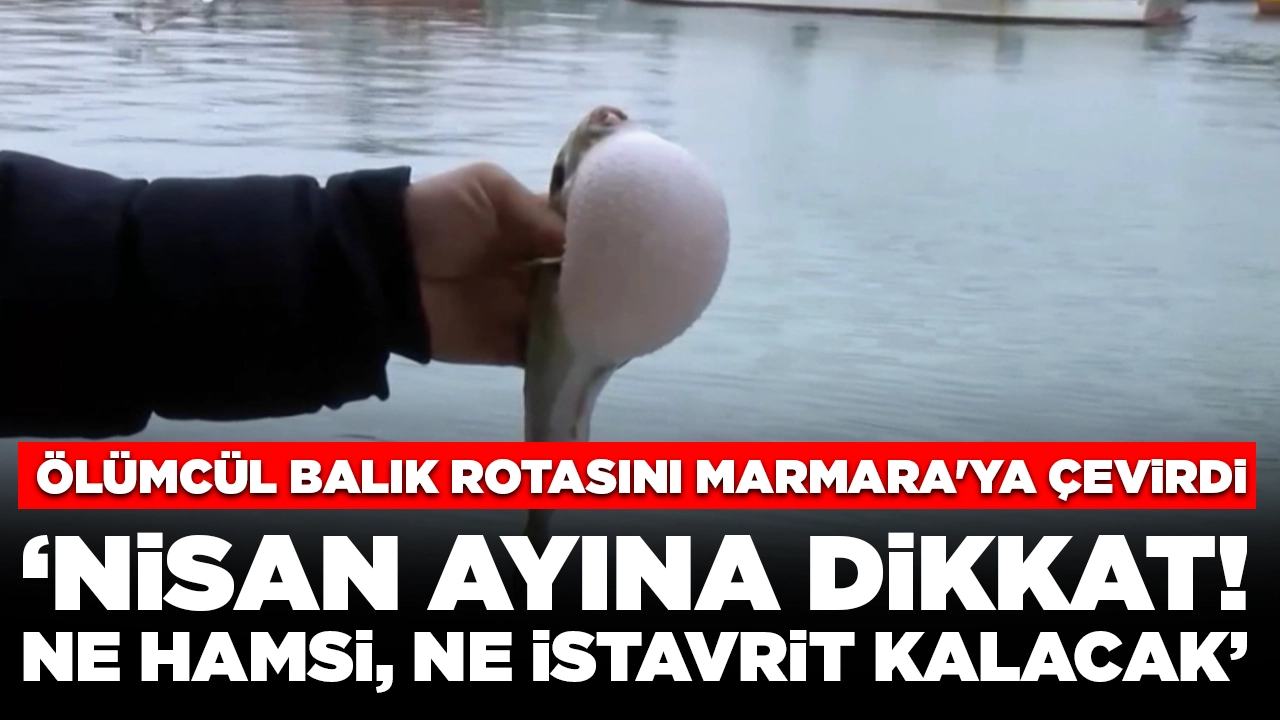 Ölümcül balık rotasını Marmara'ya çevirdi: Nisan ayına dikkat! Ne hamsi, ne istavrit kalacak