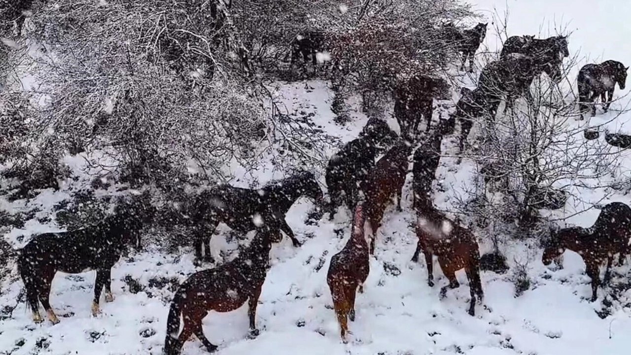 Yılkı atlarının sürü halinde karlar içinde dolaşması kartpostallık görüntüler ortaya çıkardı
